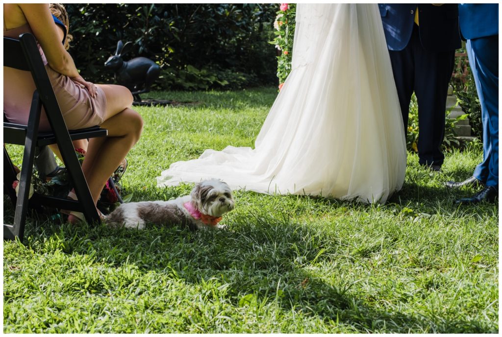 Dog at ceremony ideas for backyard wedding