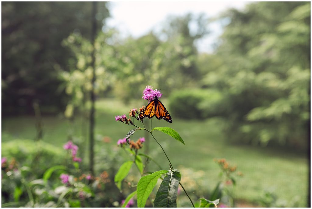 A monarch butterfly sits on a cone flower.